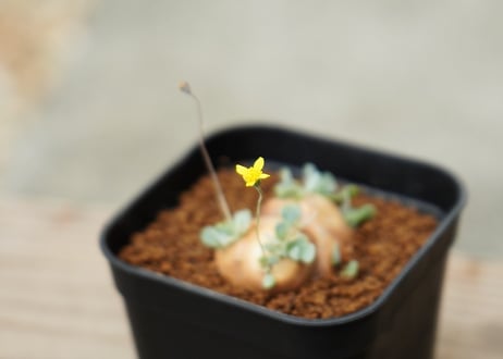 オトンナ カカリオイデス