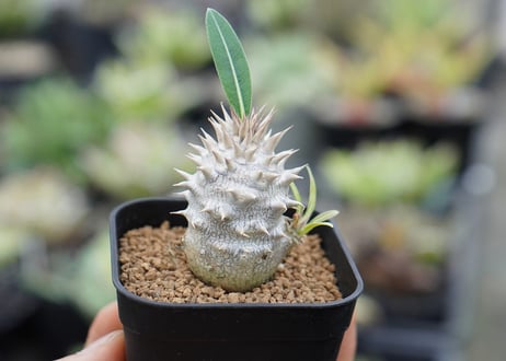 パキポディウム デンシフローラム 【沖縄実生】
