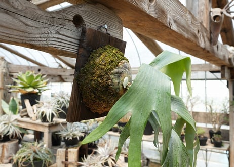 ビカクシダ P. bifurcatum sp white2 (TC)