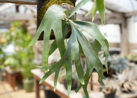 ビカクシダ P. bifurcatum sp white2 (TC)