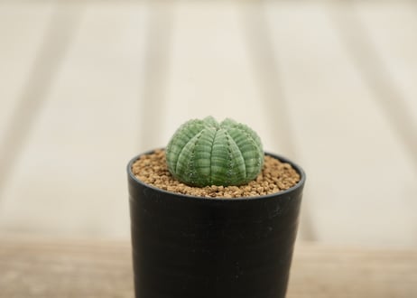 ユーフォルビア オベサ