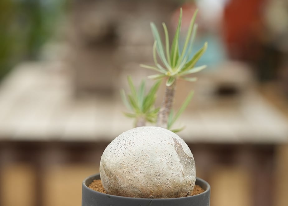6a9b72eb191eb71bf2ea07cc