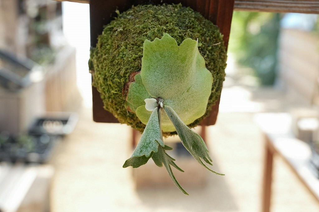 ビカクシダ willinckii'Nano'(spore) | mana's farm:塊根植