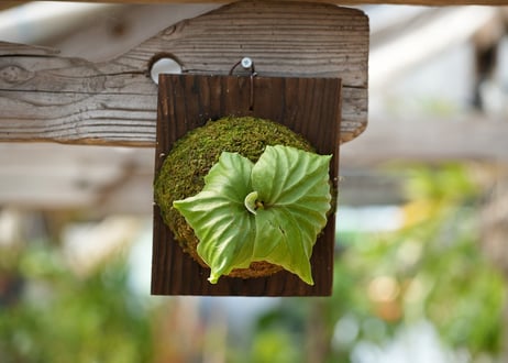 ビカクシダ P. ridleyi 'Saman' (TC)