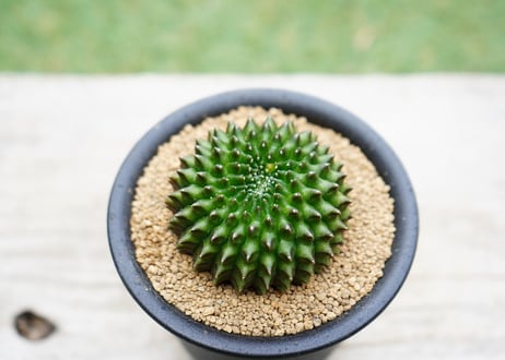 ギムノカリキウム 刺無牡丹玉石化錦