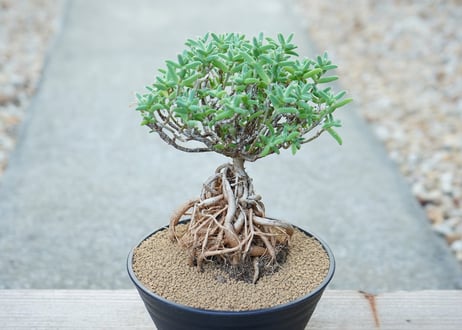 トリコディアデマ イントンスム
