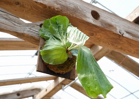 ビカクシダ P. elephantotis var. mammuths (TC)