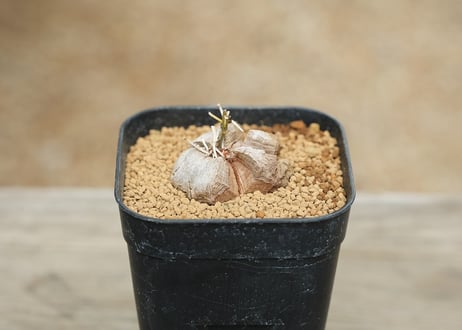 亀甲竜 mana's実生