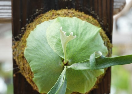 ビカクシダ P. alcicorne dwarf (TC)