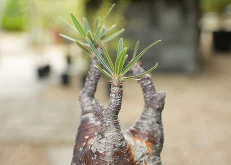 パキポディウム グラキリス