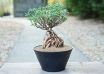 トリコディアデマ イントンスム