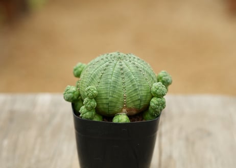 ユーフォルビア 子吹きシンメトリカ