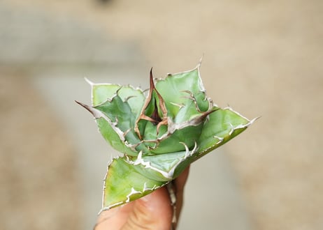アガベ チタノタ オテロイ