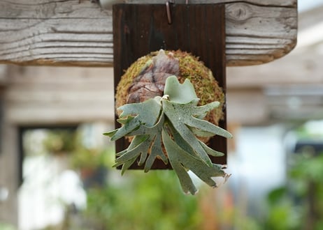 ビカクシダ P. willickii 'Bateria' (TC)