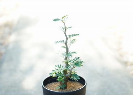 センナ メリディオナリス