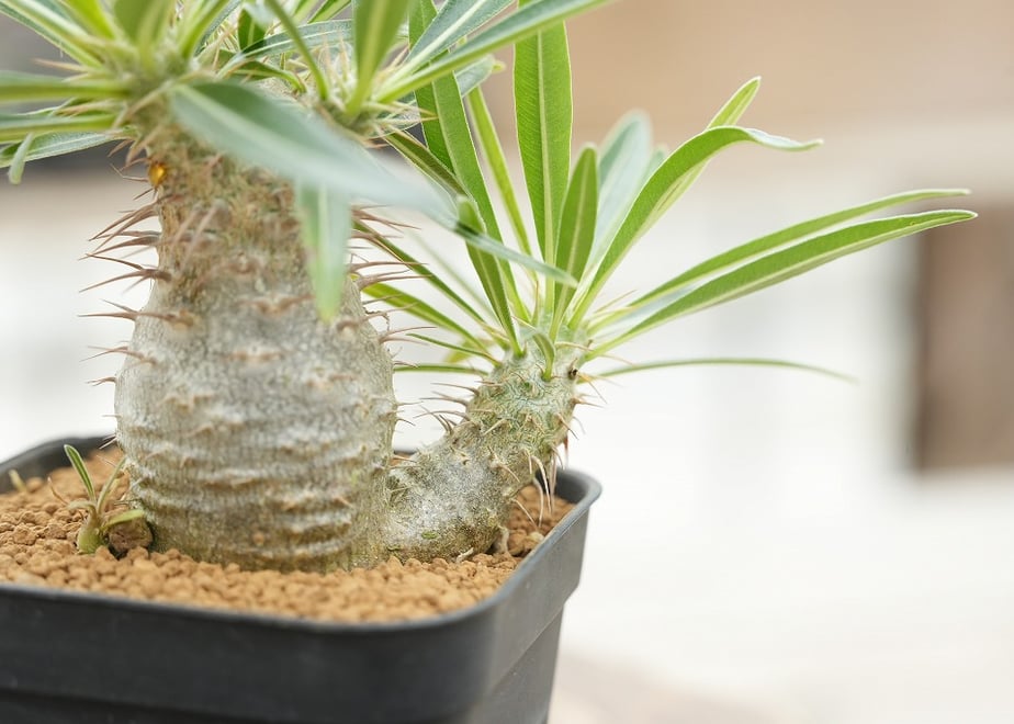 6aa258b26f1dc92b652c75f8