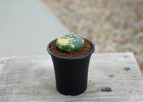 アストロフィツム 兜丸錦