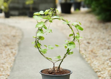 亀甲竜