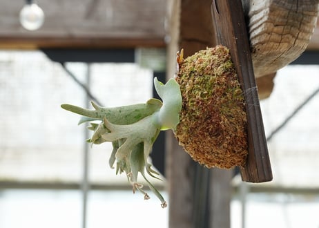 ビカクシダ P. willickii 'Bateria' (TC)