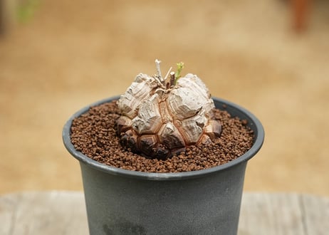亀甲竜