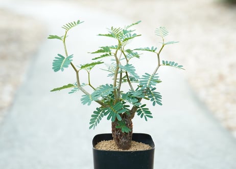 センナ メリディオナリス