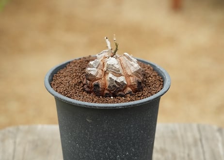 亀甲竜