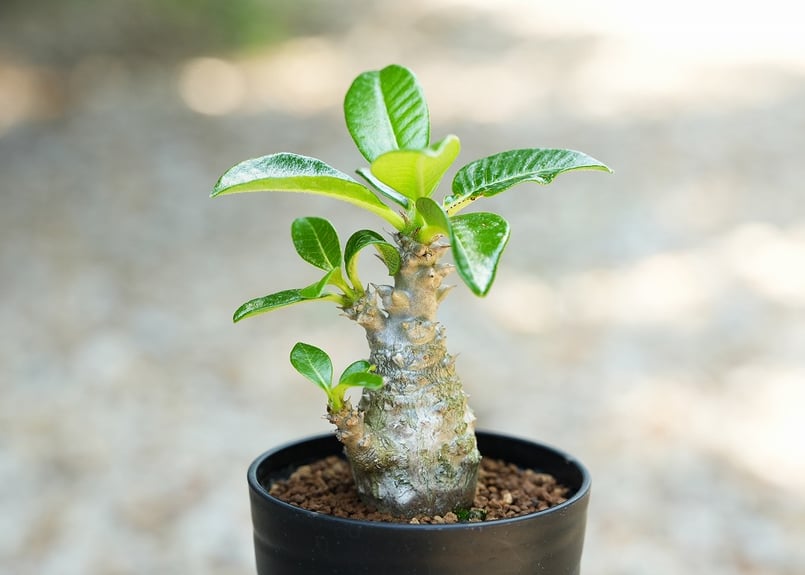 パキポ　ウィンゾリー　沖縄実生　良型株　開花有り パキポディウム ウィンゾリー 沖縄実生 | mana's farm:塊根植物