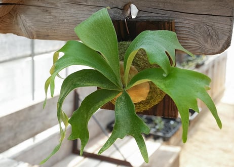 ビカクシダ Snow White×willinkii 'Bogor Mr.Suddan'