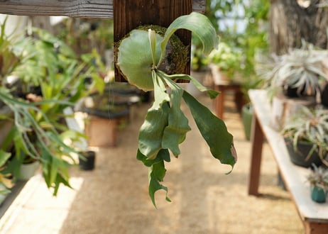 ビカクシダ P. hillii 'raijihn'雷神 (TC)