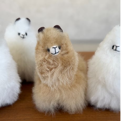 Little Alpaca
