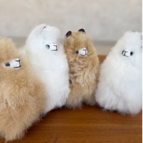 Little Alpaca