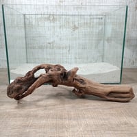 マングローブ系流木  L サイズ　オンリーワン ★現物撮影  1点　No.2104(W約37㎝）