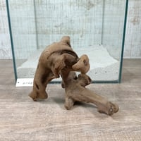 マングローブ系流木  Sサイズ　オンリーワン ★現物撮影  1点　No.2140(W約15㎝）