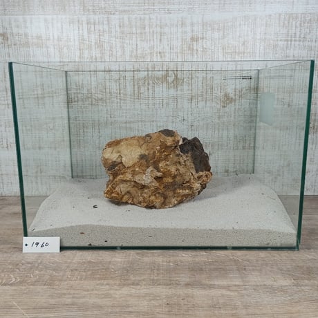 BIG木化石　NO.1960（W約22cm/H約15cm)(45cm水槽）