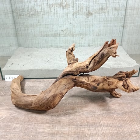 マングローブ系流木  2L サイズ　オンリーワン ★現物撮影  1点　No.2110(W約45㎝）