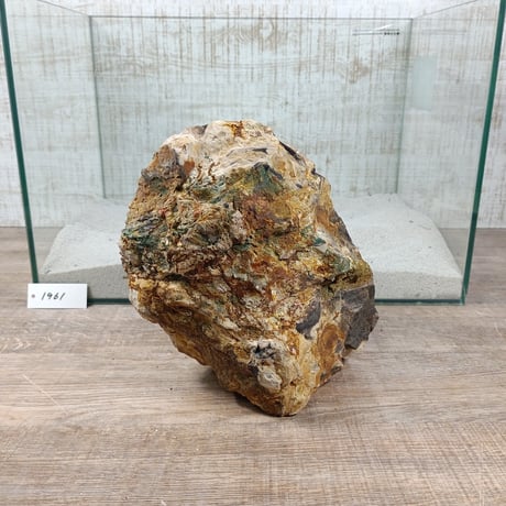 BIG木化石　NO.1961（W約21cm/H約15cm)(45cm水槽）