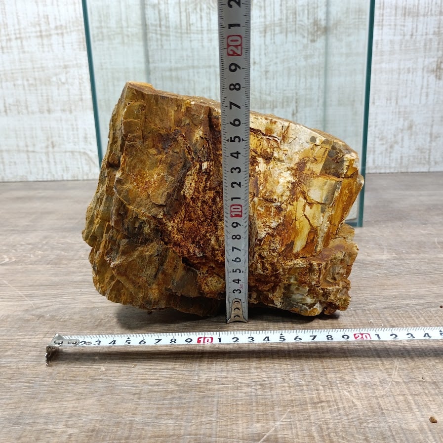 苔付流木台座付き、化石魚２枚 BIG木化石 NO.2087（W約18/約H16cm/約3.1kg)(30cm水槽） | 流木