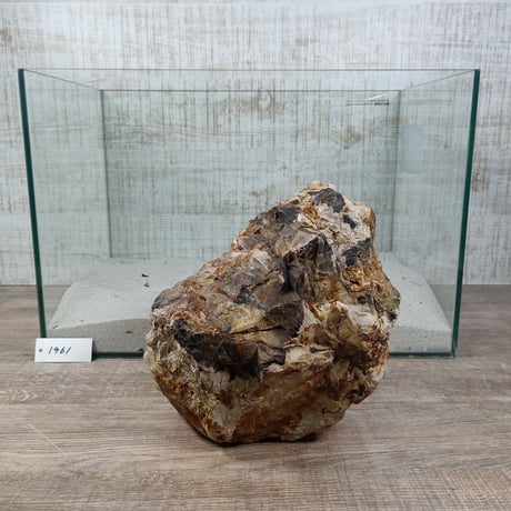 BIG木化石　NO.1961（W約21cm/H約15cm)(45cm水槽）