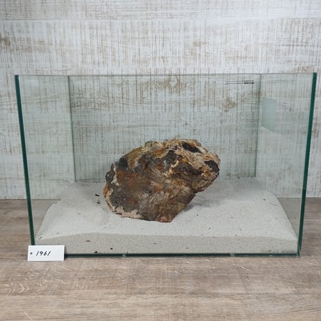 BIG木化石　NO.1961（W約21cm/H約15cm)(45cm水槽）