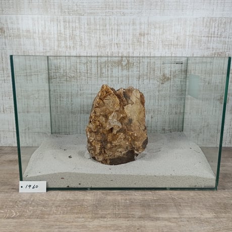BIG木化石　NO.1960（W約22cm/H約15cm)(45cm水槽）