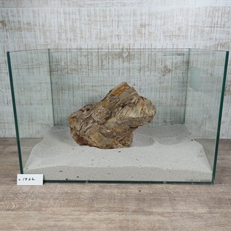 BIG木化石　NO.1962（W約23cm/H約16cm)(45cm水槽）