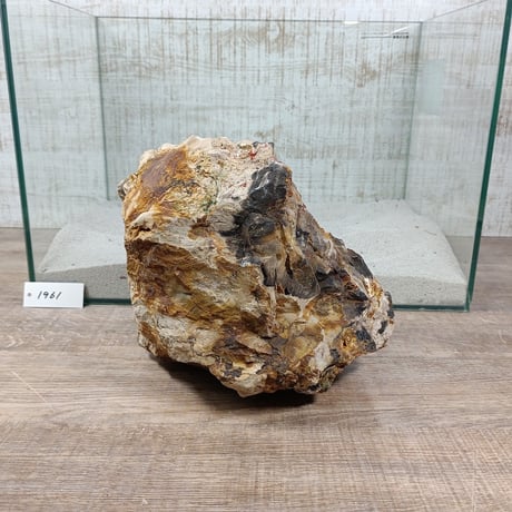 BIG木化石　NO.1961（W約21cm/H約15cm)(45cm水槽）