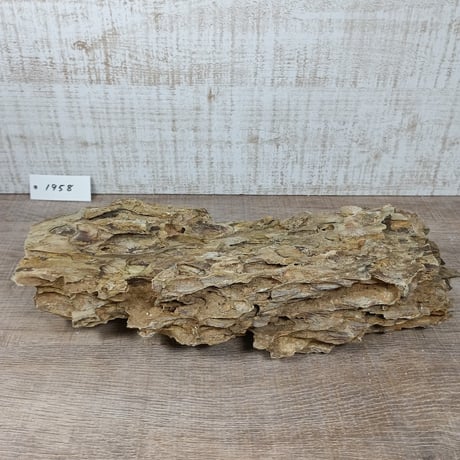 BIG気孔石　１点もの　No.1958（W約31cm)(30cm水槽）