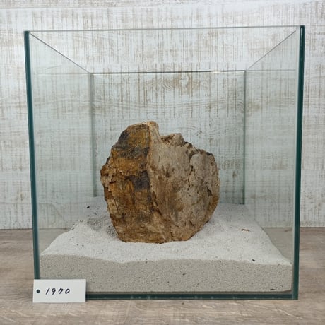 BIG木化石　NO.1970（W約16cm/H約9cm)(30cm水槽）