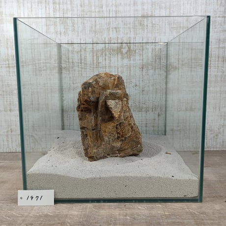 BIG木化石　NO.1971（W約22cm/H約11cm)(30cm水槽）