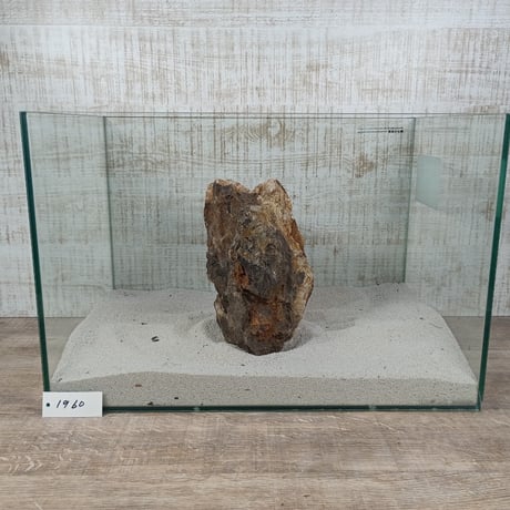 BIG木化石　NO.1960（W約22cm/H約15cm)(45cm水槽）