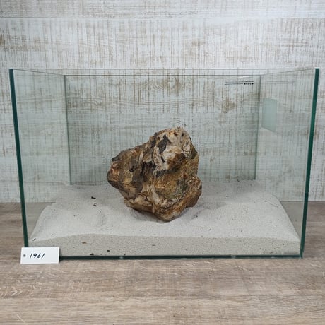 BIG木化石　NO.1961（W約21cm/H約15cm)(45cm水槽）
