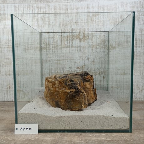 BIG木化石　NO.1970（W約16cm/H約9cm)(30cm水槽）