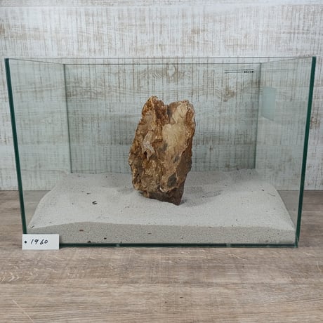 BIG木化石　NO.1960（W約22cm/H約15cm)(45cm水槽）