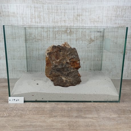 BIG木化石　NO.1960（W約22cm/H約15cm)(45cm水槽）